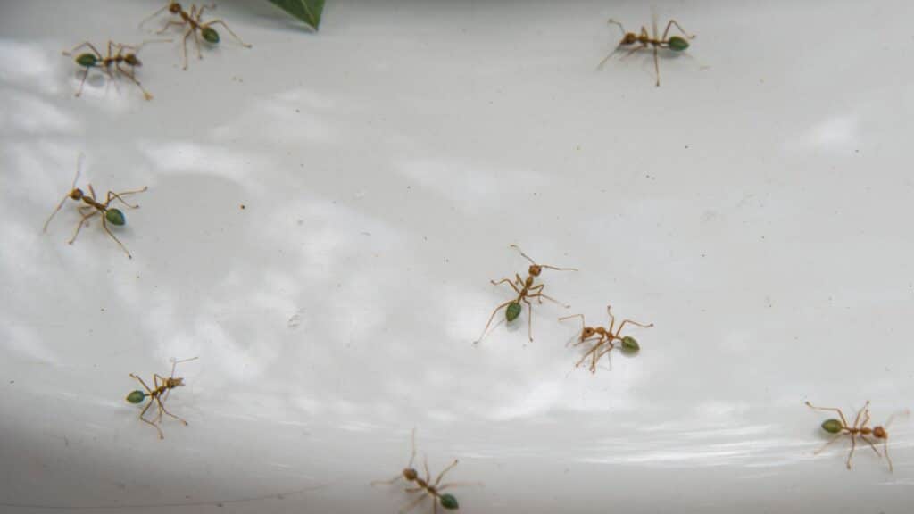 How To Get Rid of Ants-In Car